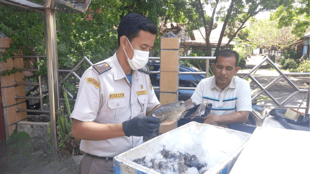 Mau Kirim Ikan Antar Pulau? Pastikan Komoditasmu Sudah Lapor Karantina Terlebih Dahulu