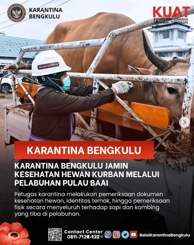 Karantina Bengkulu Jamin Kesehatan Hewan Kurban Melalui Pelabuhan Pulau Baai