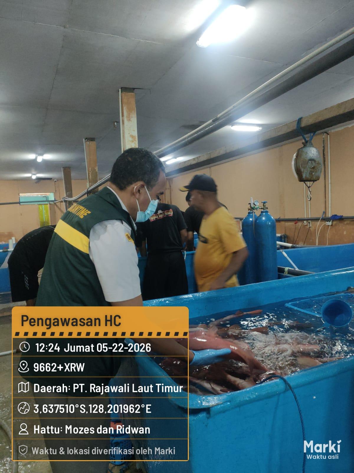 Pastikan Mutu dan Keamanan, Karantina Maluku Awasi Ekspor Ratusan Ikan Hidup Senilai Rp114 Juta ke Hong Kong