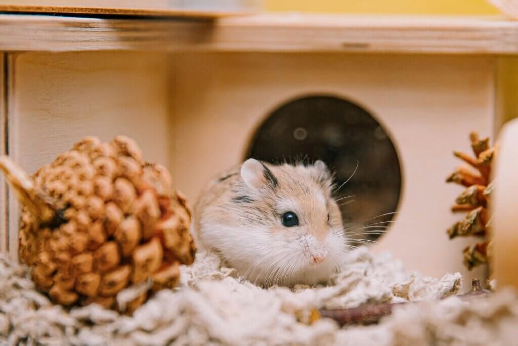 Mau Beli Hamster Dari Luar Negeri, Begini Prosedurnya