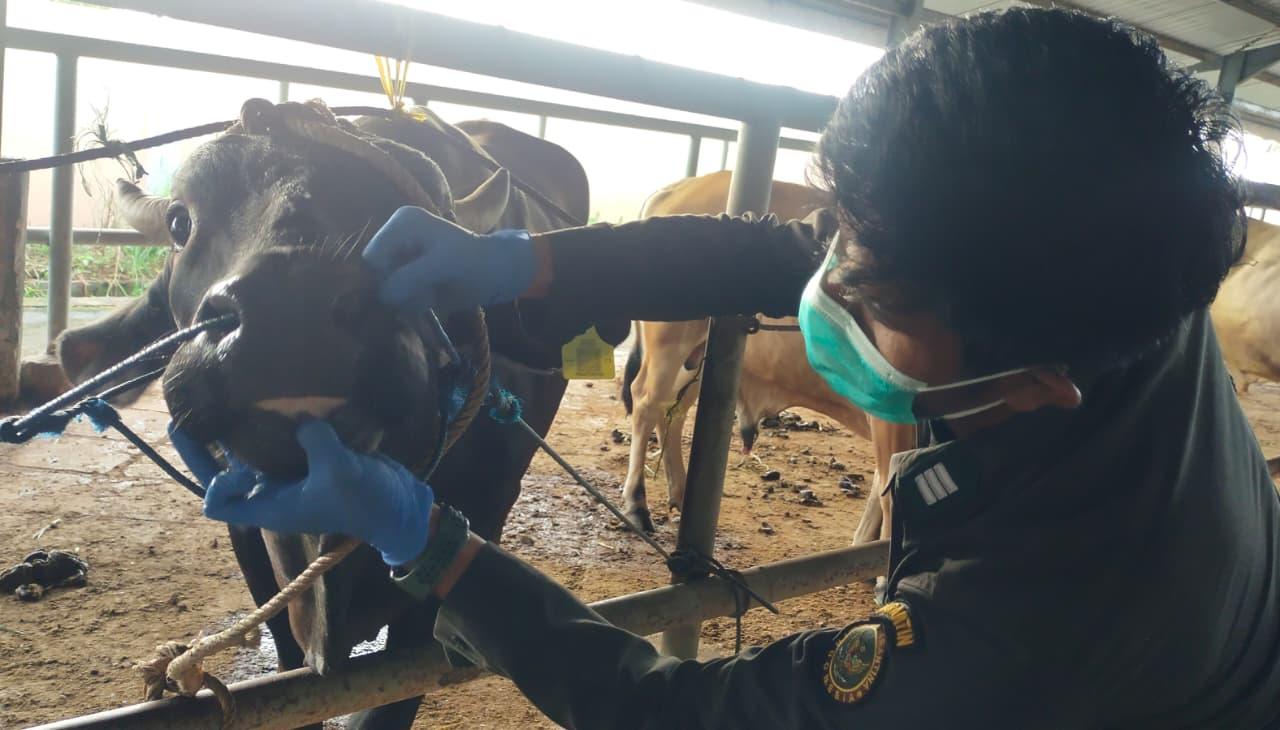Jelang Iduladha, Barantin Perketat Pengawasan Pengiriman Hewan Kurban di Sulsel Demi Pelindungan Maksimal