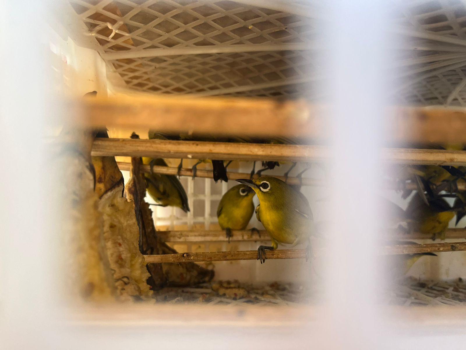 Barantin Gagalkan Penyelundupan 493 Ekor Burung Di Pelabuhan Ketapang, Banyuwangi