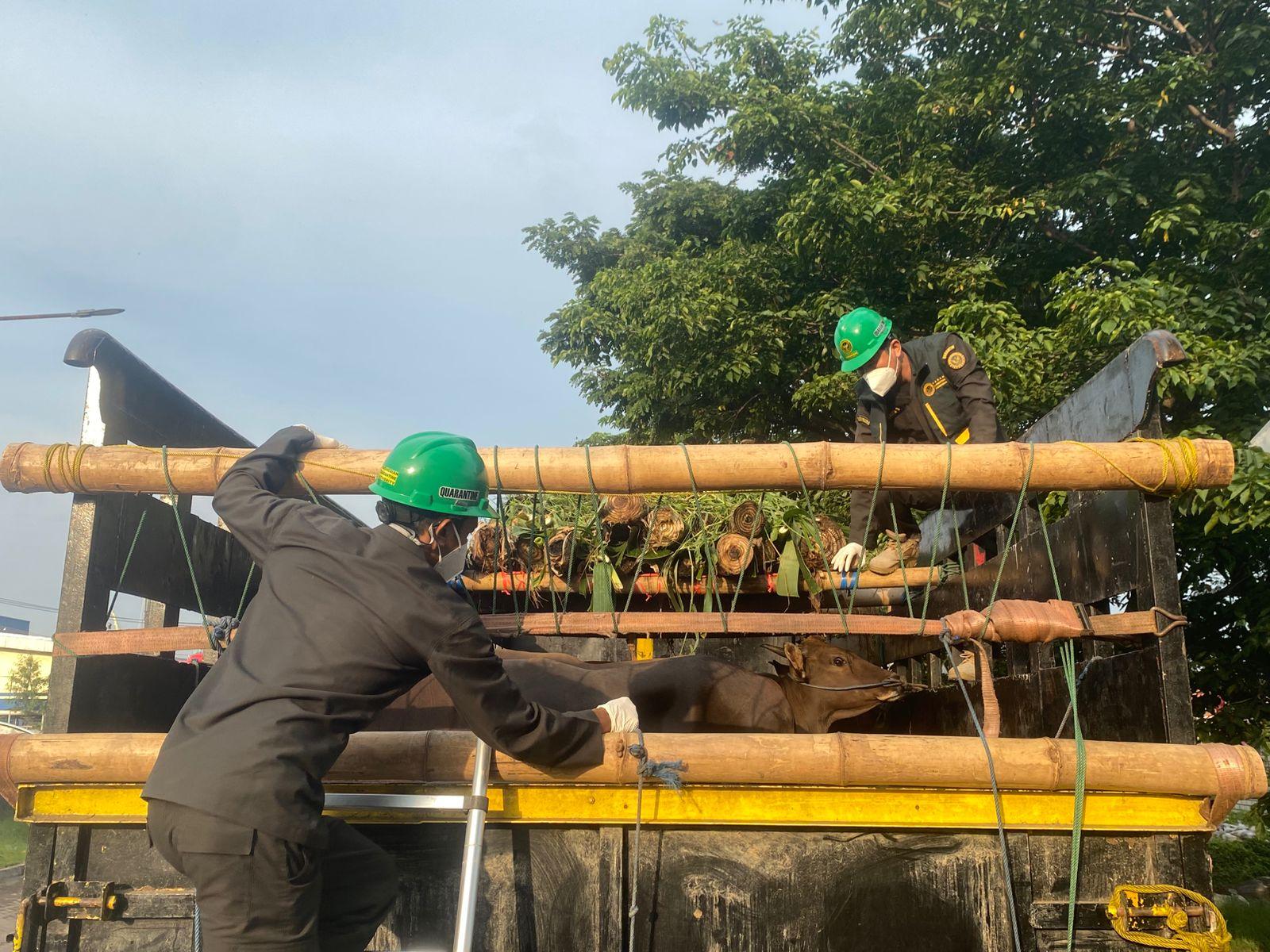 Jelang Iduladha, Karantina Jawa Tengah Pastikan Lalu Lintas Hewan Kurban Sehat 