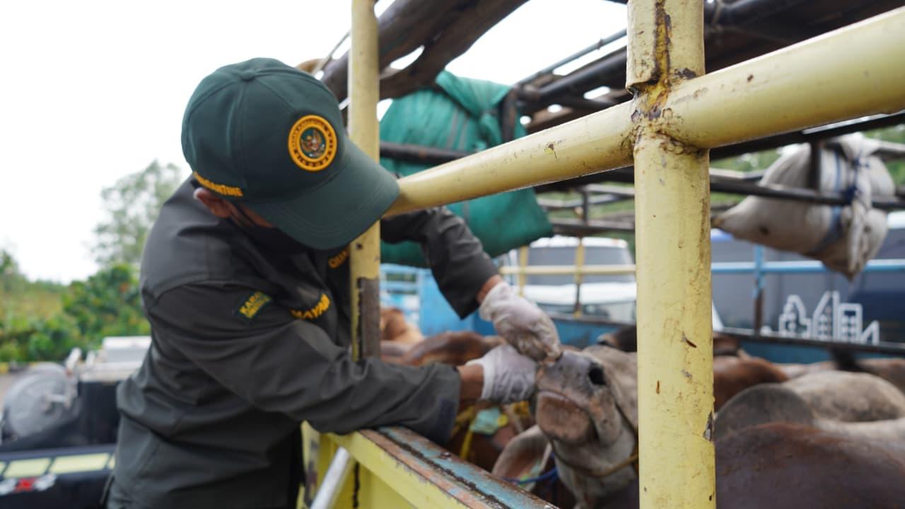 Tempat Pengeluaran Hewan Kurban, Barantin Perketat Pengawasan di Pelabuhan Tanjung Api-Api
