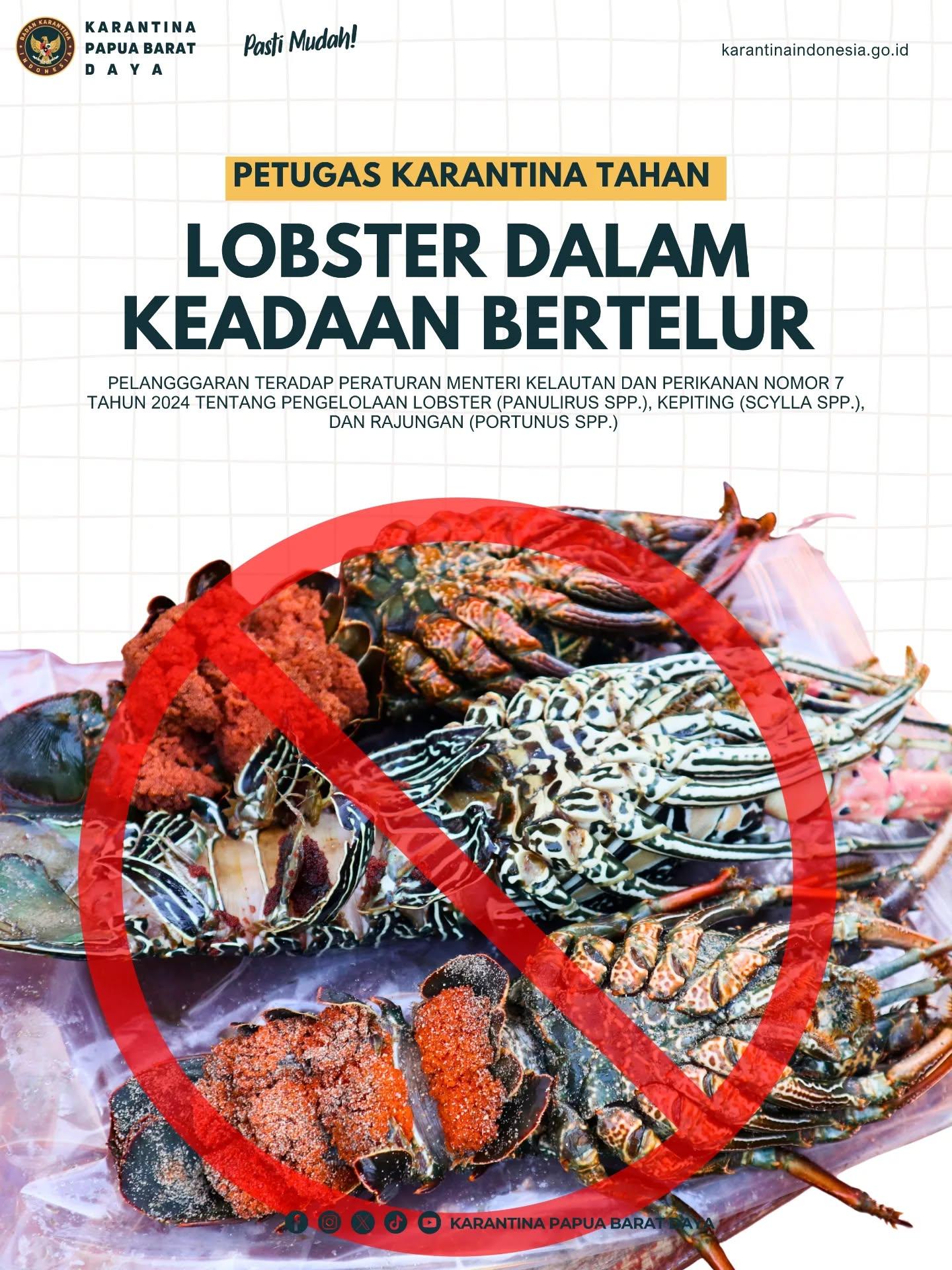 PETUGAS KARANTINA TAHAN LOBSTER DALAM KEADAAN BERTELUR