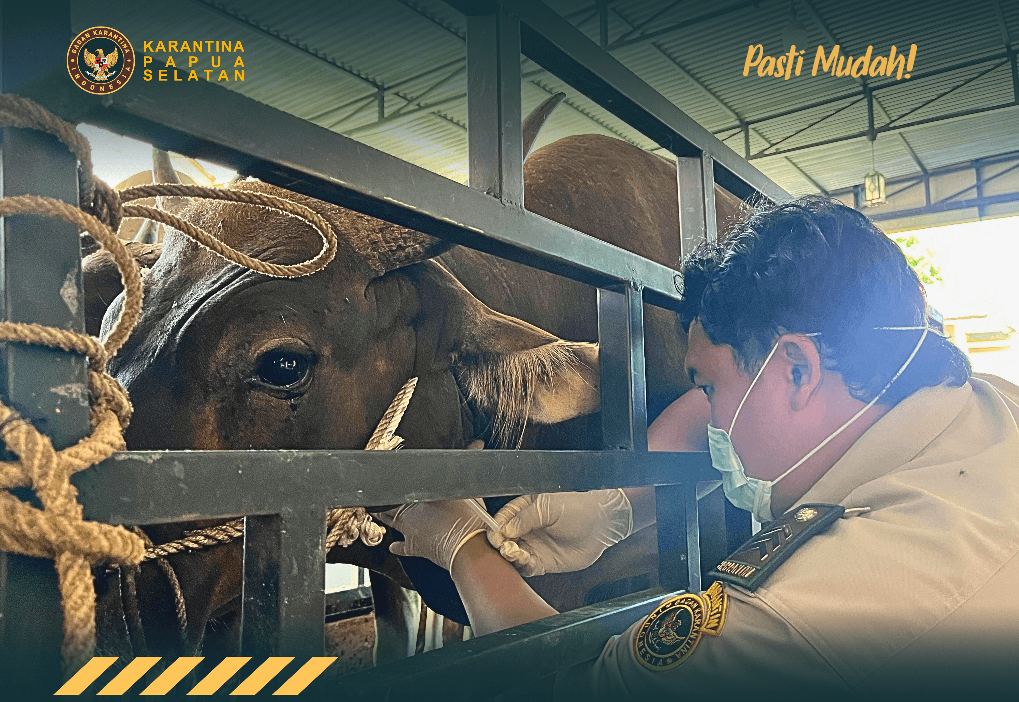 KARANTINA PAPUA SELATAN DUKUNG KELANCARAN LALU LINTAS SAPI KURBAN DAN BANMAS PRESIDEN JELANG IDULADHA 2026