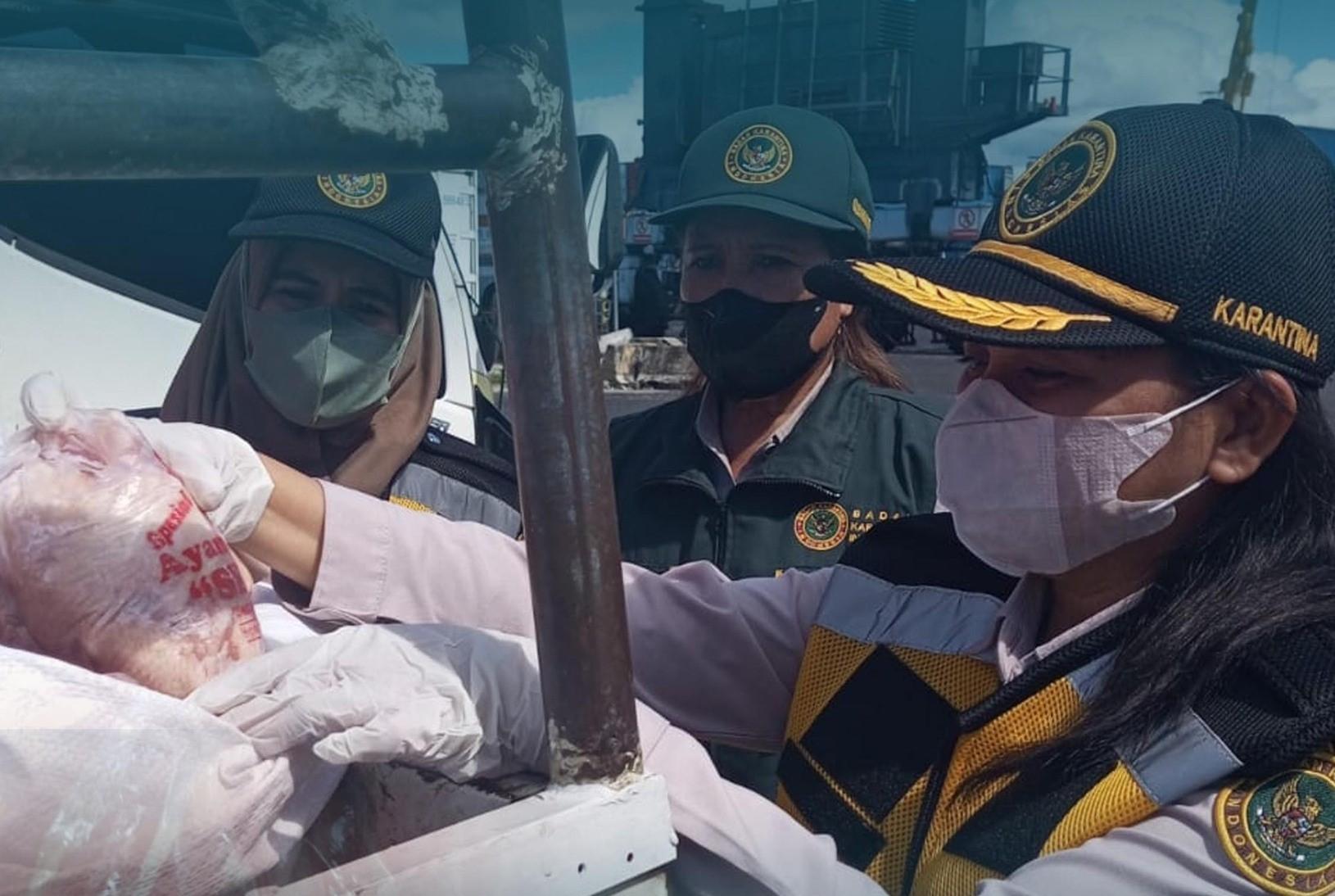 14 Ton Daging Ayam Beku dari Surabaya Masuk Maluku di Bawah Pengawasan Karantina