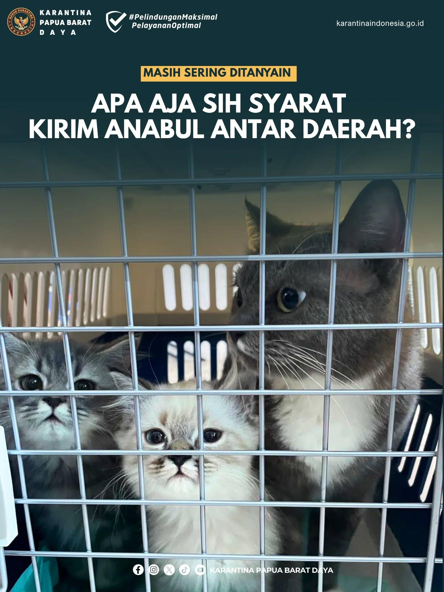 MASIH SERING DITANYAIN APA AJA SIH SYARAT KIRIM ANABUL ANTAR DAERAH?