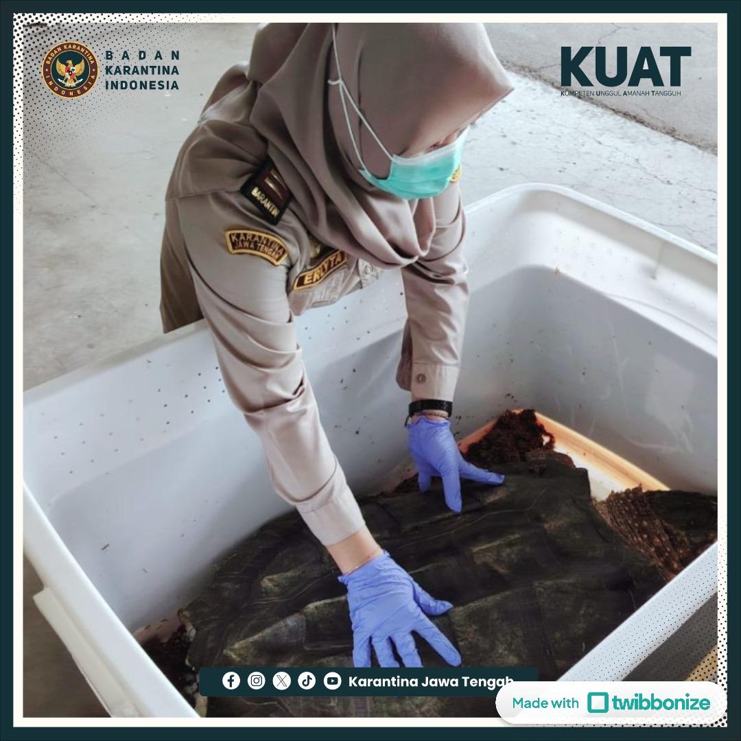 Sebelum Bertolak, Kura-Kura Peliharaan Diperiksa Petugas Karantina
