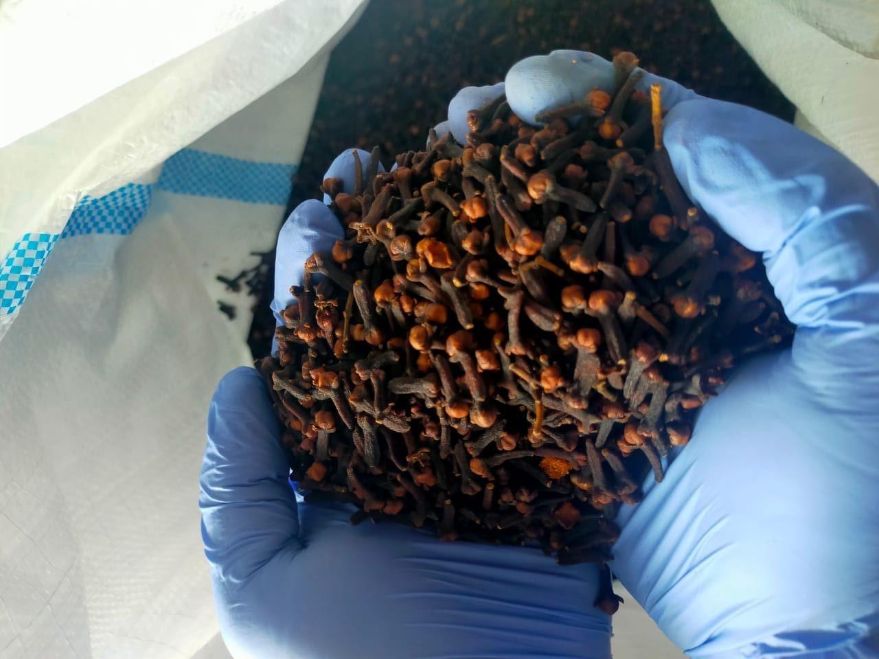 Bebas OPTK, 188,7 Ton Cengkih Asal Natuna Berlayar ke Semarang