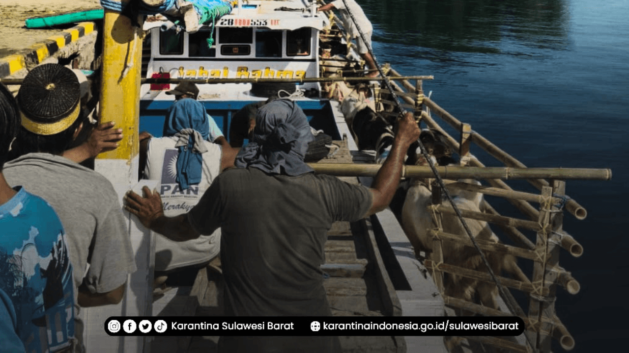 Petugas Karantina Sulawesi Barat lakukan Pemeriksaan dan Pengawasan Lalulintas Hewan Kurban