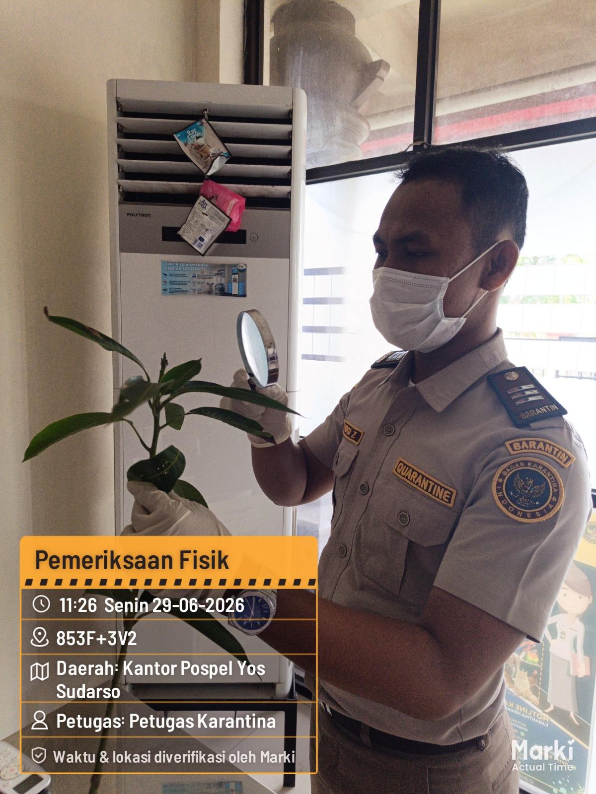 Mau bawa bibit mangga ke Tual? Jangan skip pemeriksaan Karantina dulu ya