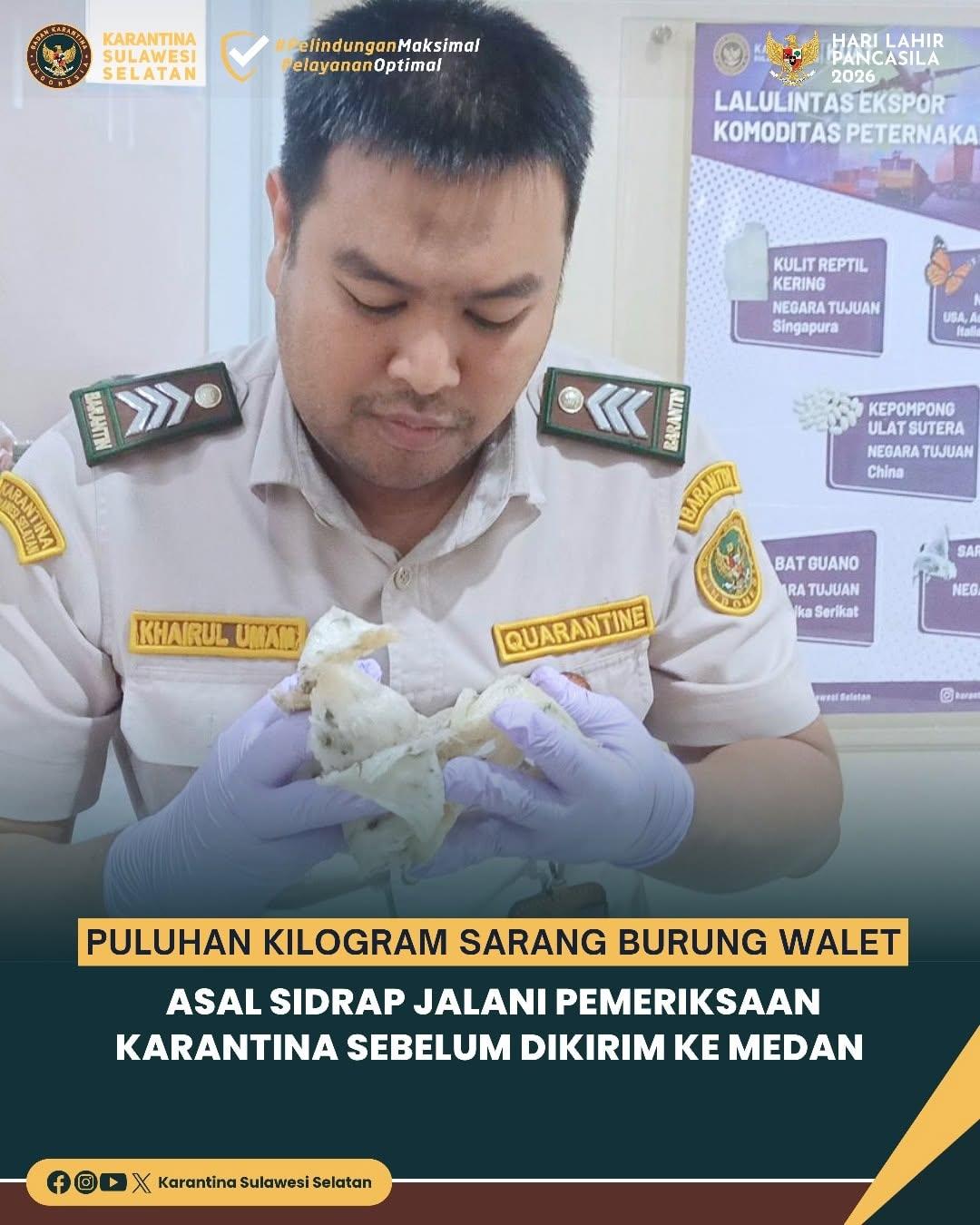 Puluhan Kilogram Sarang Burung Walet Asal Sidrap Jalani Pemeriksaan Karantina Sebelum Dikirim ke Medan