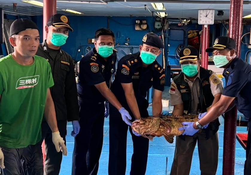 Lolos Pemeriksaan Karantina, 10.362 Ekor Ikan Asal Natuna Diekspor Lagi ke Hongkong