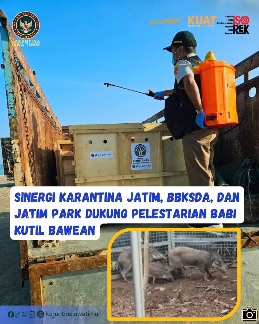 Sinergi Karantina Jatim, BBKSDA, dan Jatim Park Dukung Pelestarian Babi Kutil Bawean