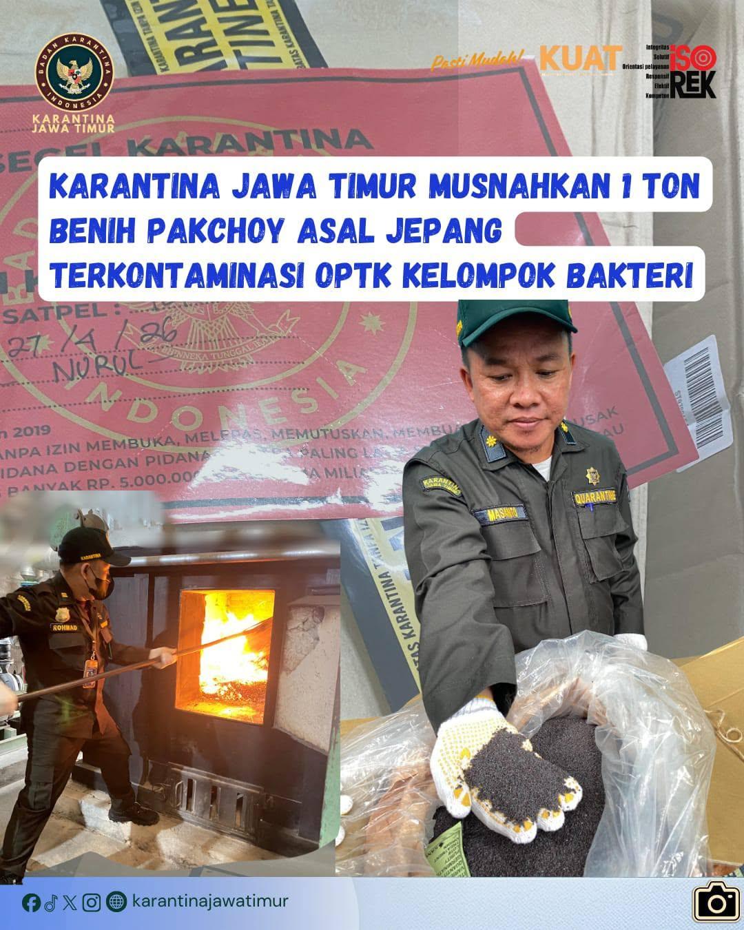 Karantina Jawa Timur Musnahkan 1 Ton Benih Pakchoy Asal Jepang Terkontaminasi OPTK Kelompok Bakteri
