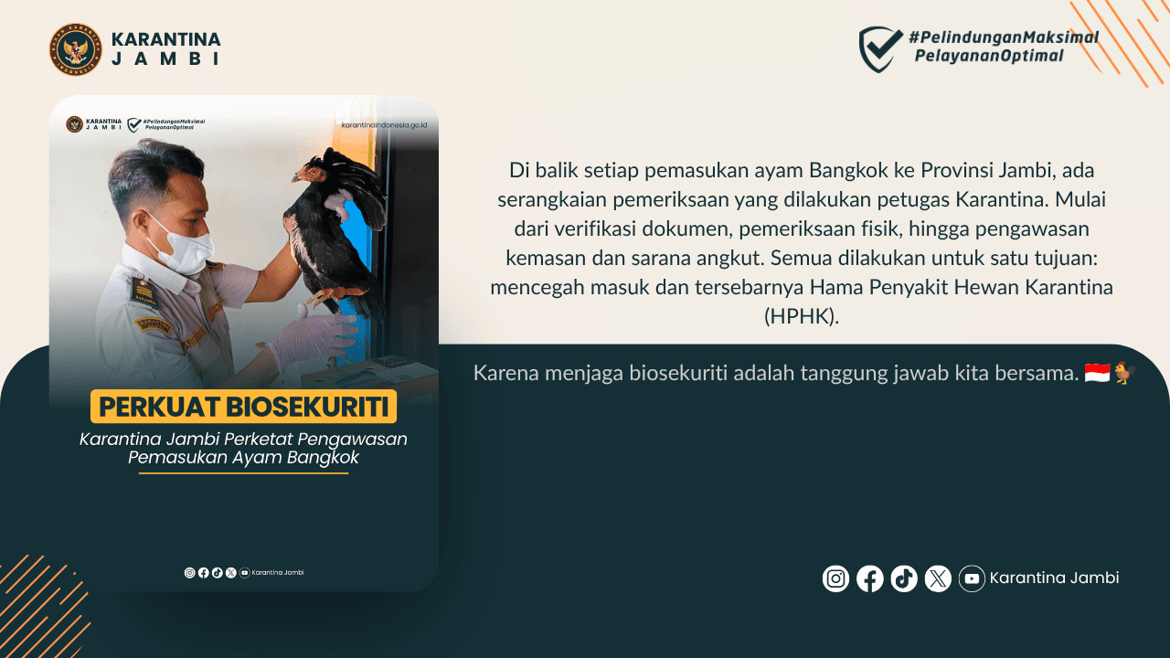 "PERKUAT BIOSEKURIT" Karantina Jambi Perketat Pengawasan Pemasukan Ayam Bangkok.