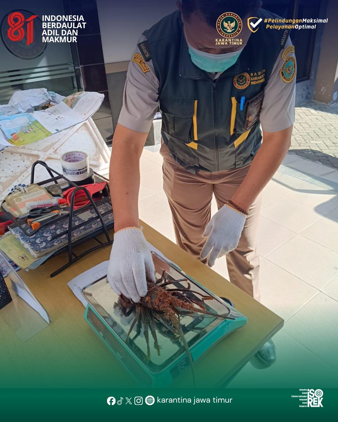 Karantina Pastikan Lobster Yang dikirim Bebas dari HPIK