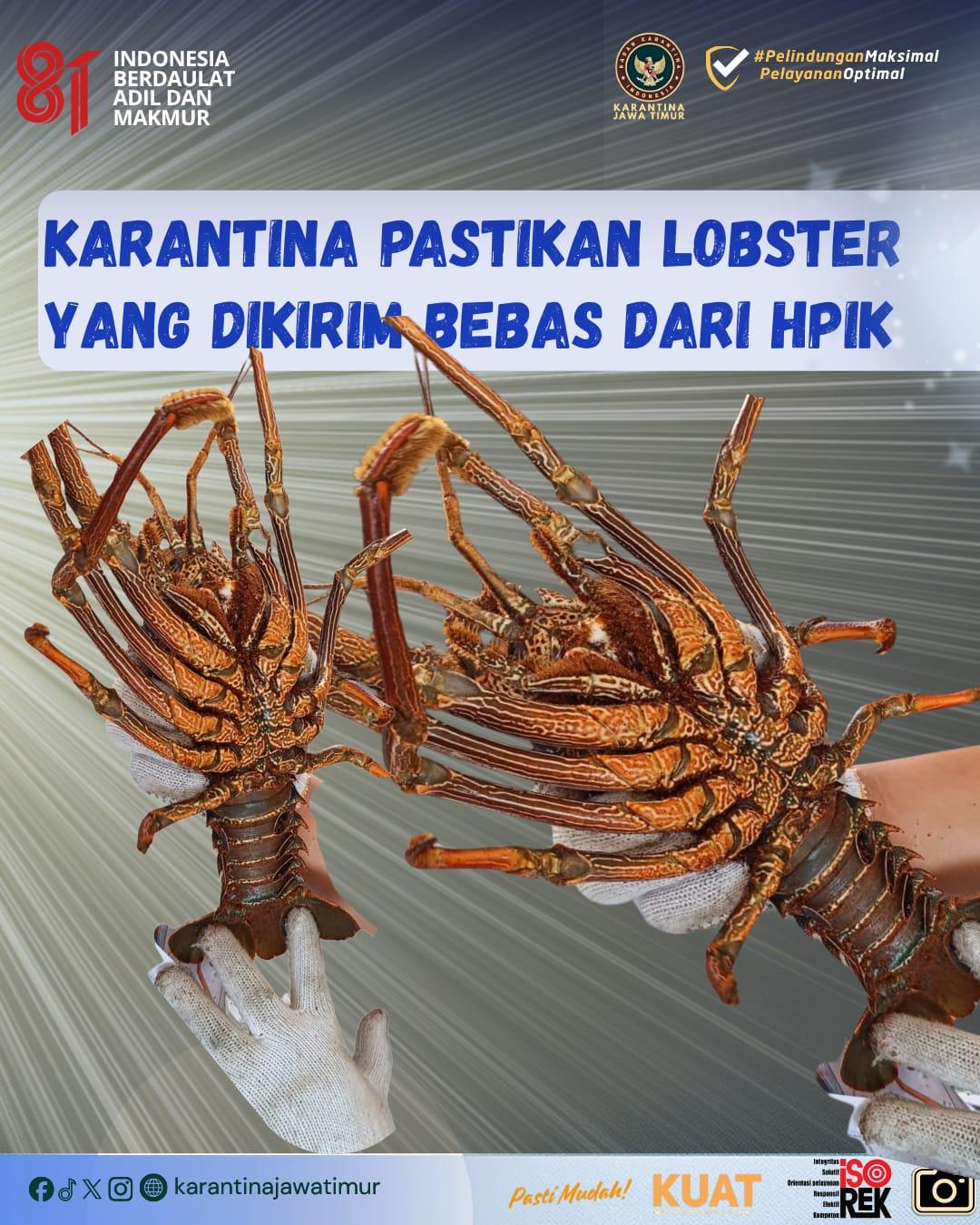 Karantina Pastikan Lobster Yang dikirim Bebas dari HPIK