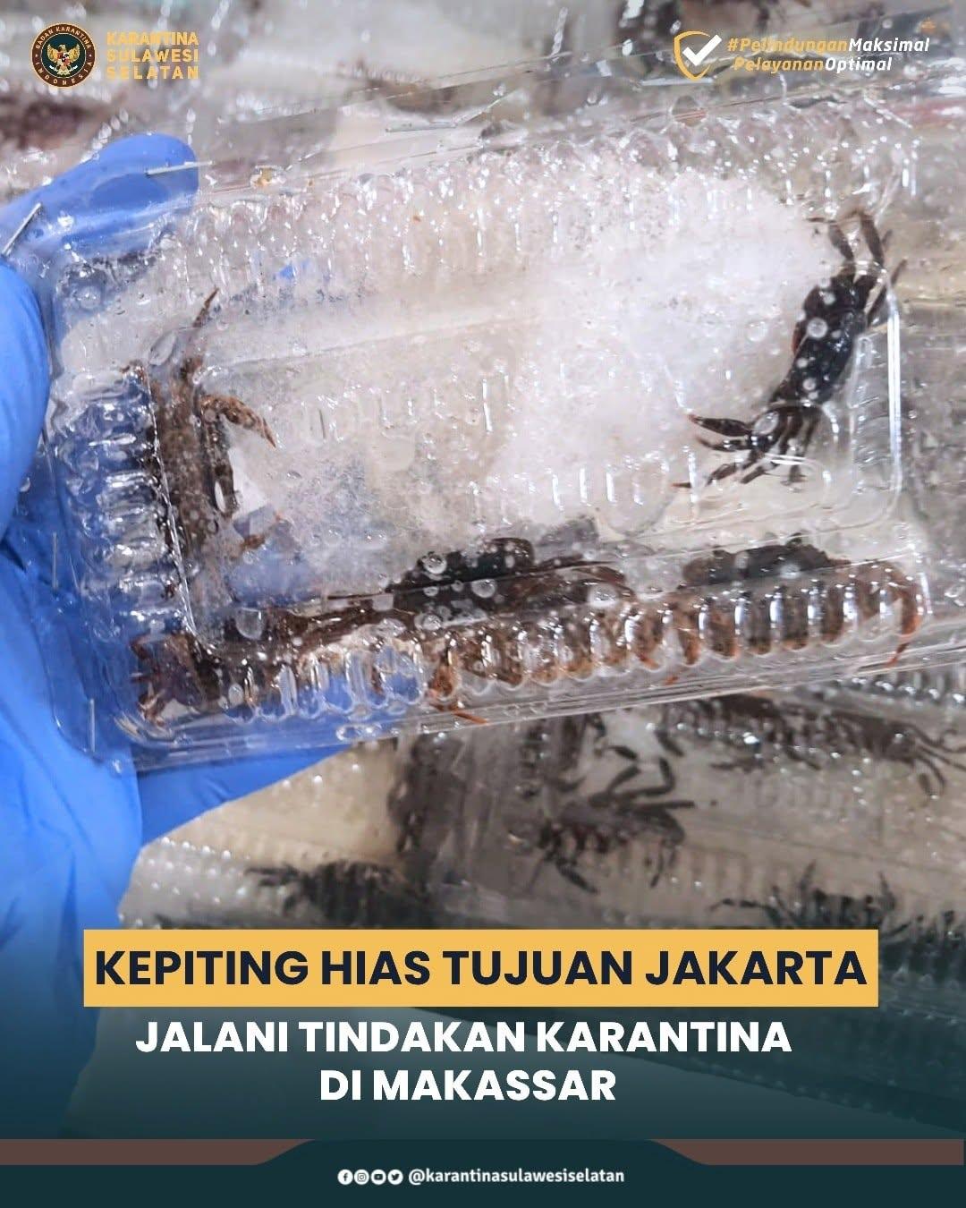 Kepiting Hias Tujuan Jakarta Jalani Tindakan Karantina di Makassar