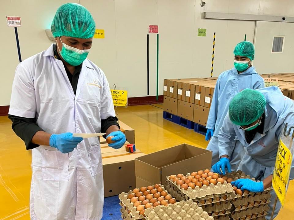Tembus Singapura, Kualitas Telur Indonesia Makin Diakui