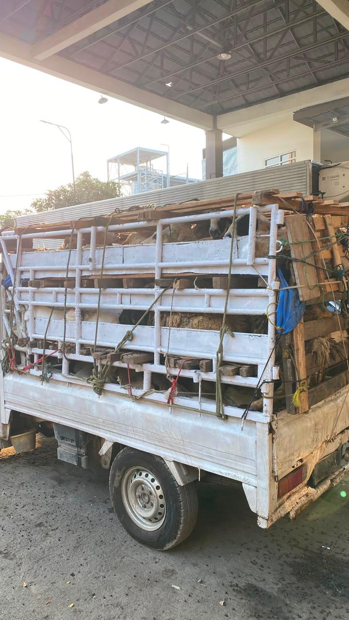 Dokumen Tidak Lengkap, Karantina Banten Tolak Pemasukan 60 Ekor Kambing dari Lampung ke Banten
