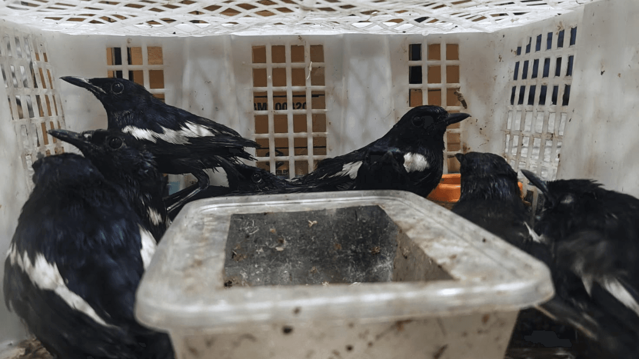 Disembunyikan di Truk dari Balikpapan, 69 Burung Tanpa Dokumen Diamankan Karantina Jatim