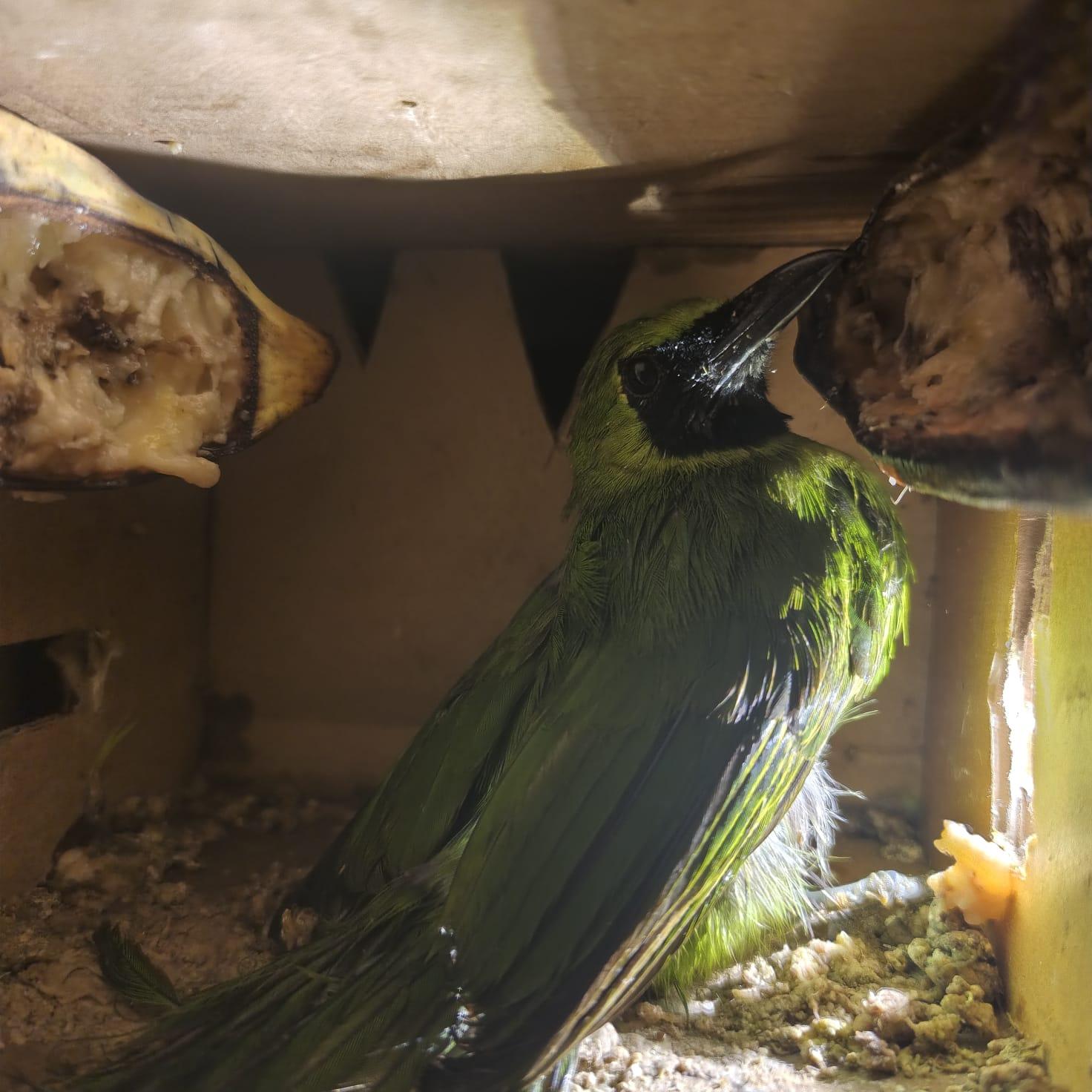Disembunyikan di Truk dari Balikpapan, 69 Burung Tanpa Dokumen Diamankan Karantina Jatim