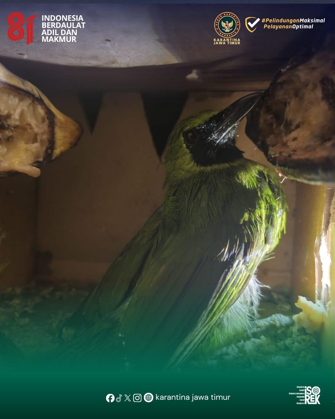 Disembunyikan di Truk dari Balikpapan, 69 Burung Tanpa Dokumen Diamankan Karantina Jatim