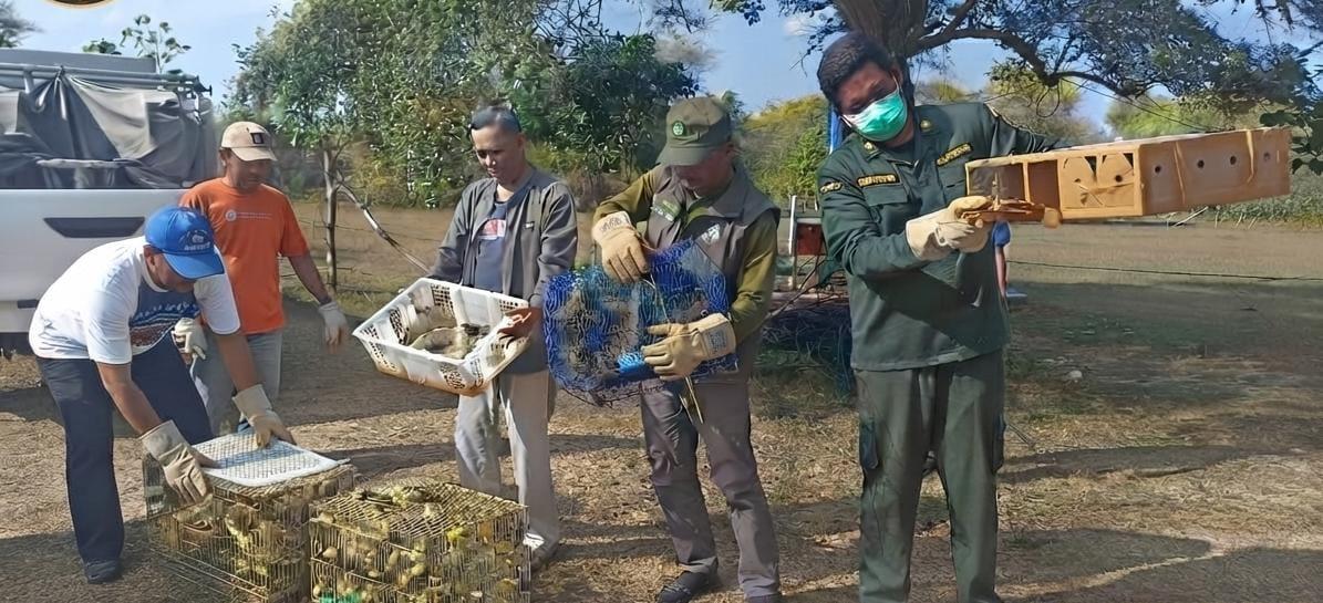 Disembunyikan di Bagasi Bus, Penyelundupan 284 Burung Ilegal Digagalkan Karantina Bali