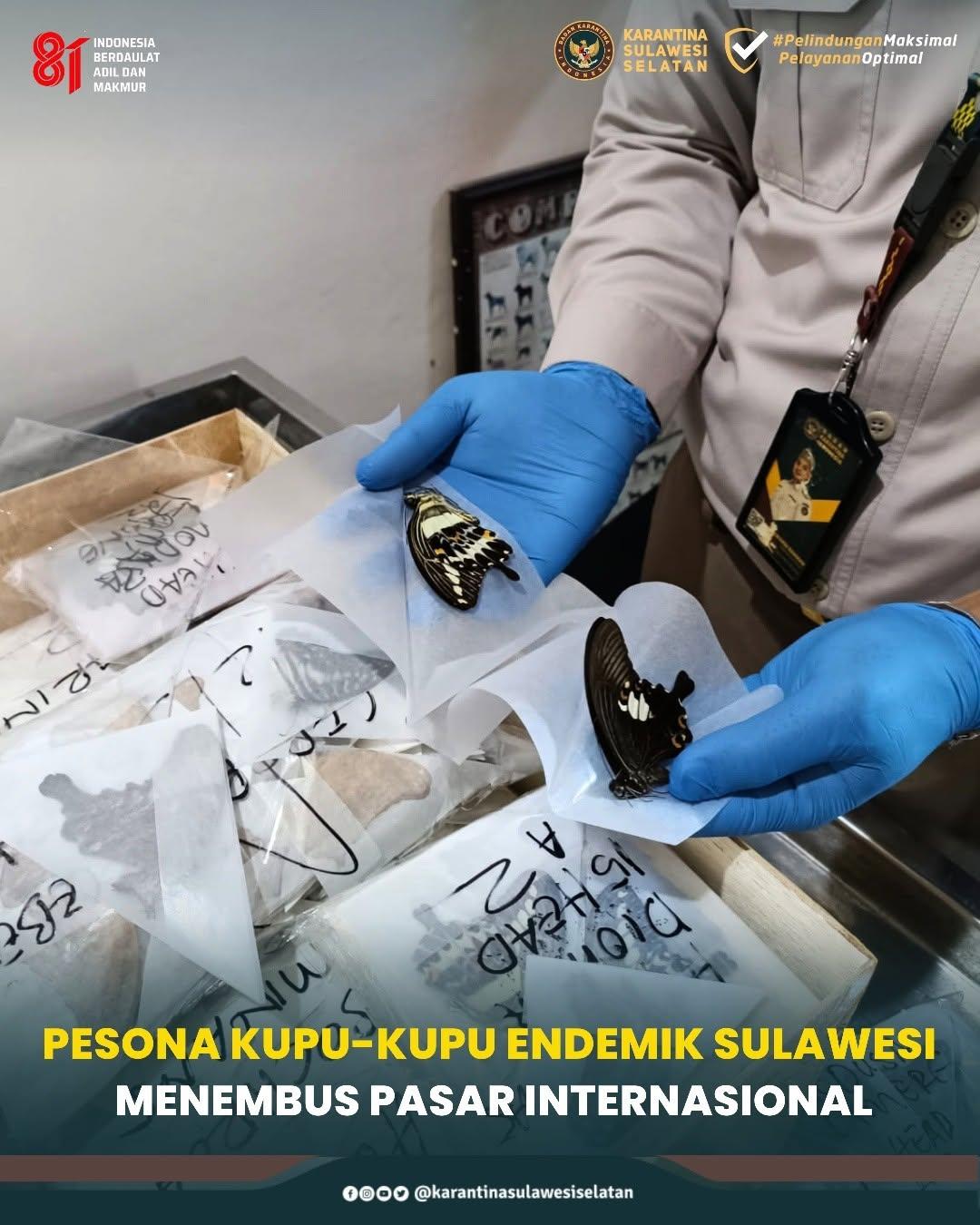 Pesona Kupu-Kupu Endemik Sulawesi Menembus Pasar Internasional