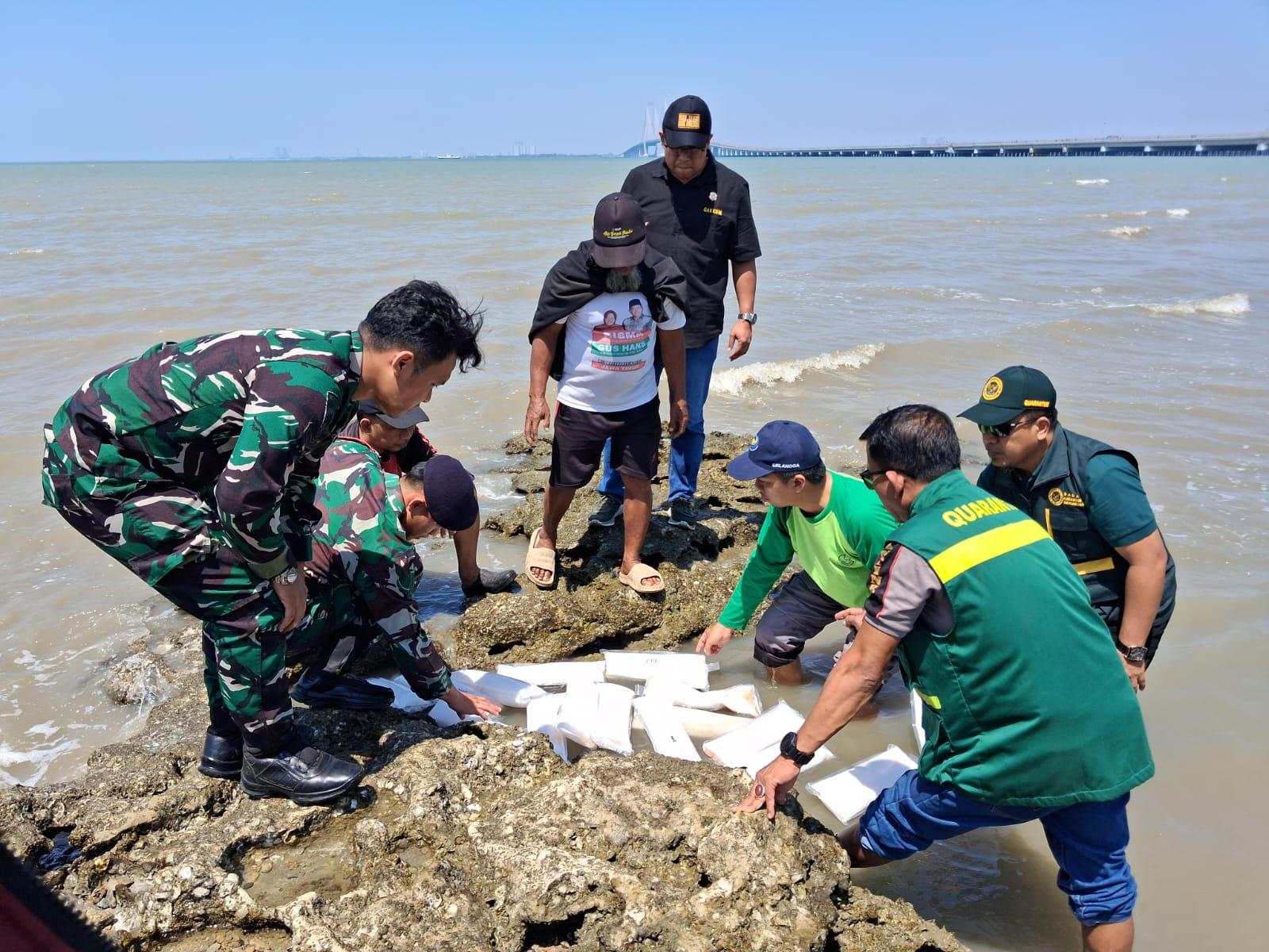 Barantin Selamatkan 30.789 Benih Lobster Senilai Rp4,6 Miliar dari Bandara Juanda
