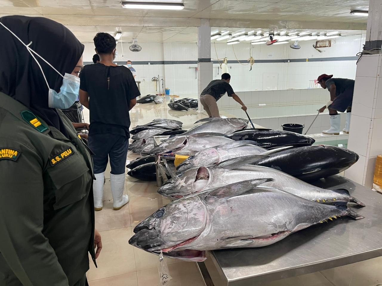 Tuna Segar Maluku Menembus Pasar Jepang dan Amerika Serikat, Karantina Maluku Perketat Pengawasan Ekspor