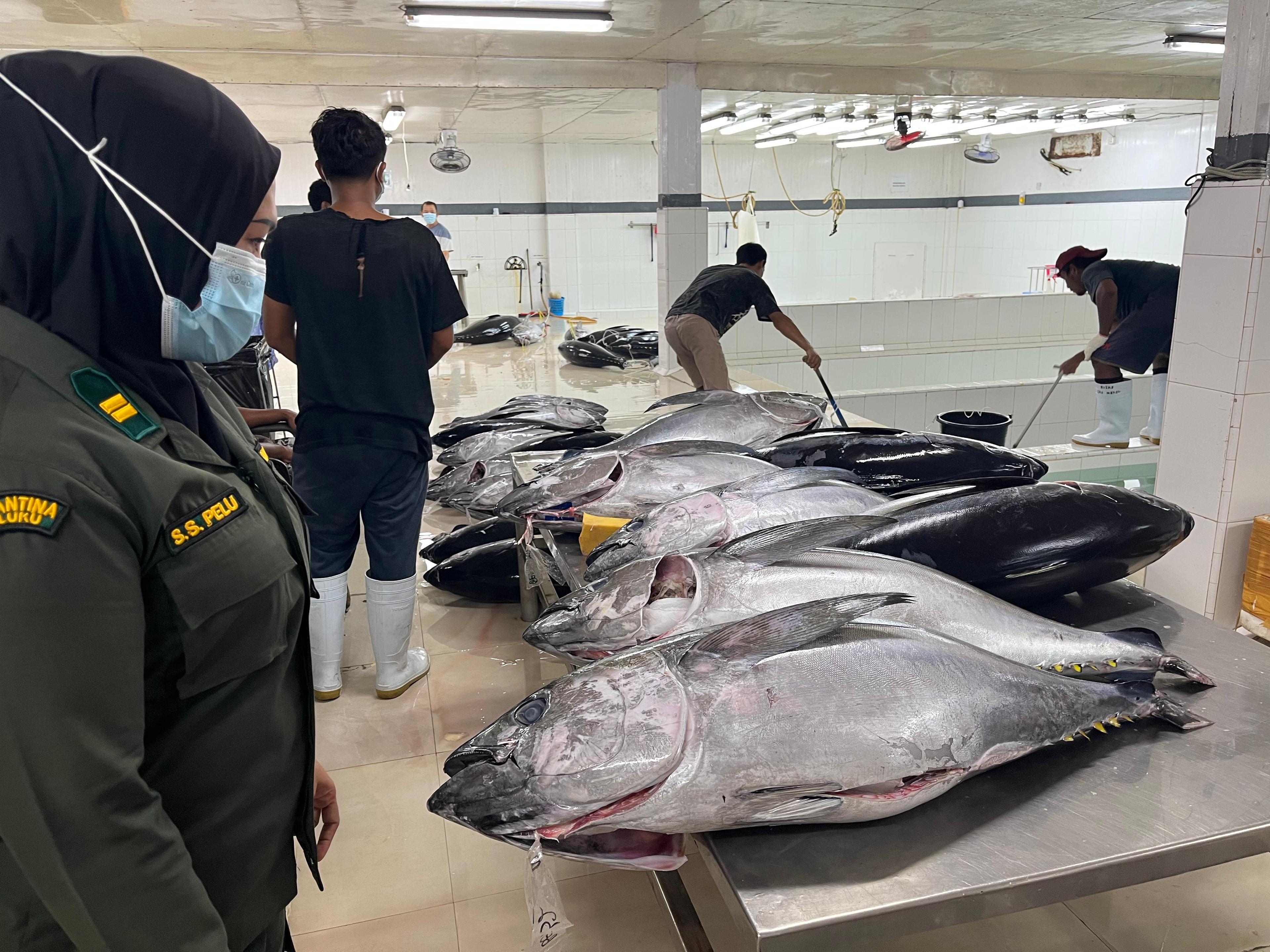 Barantin Kawal Ekspor 2,9 Ton Tuna Segar Maluku ke Jepang dan AS