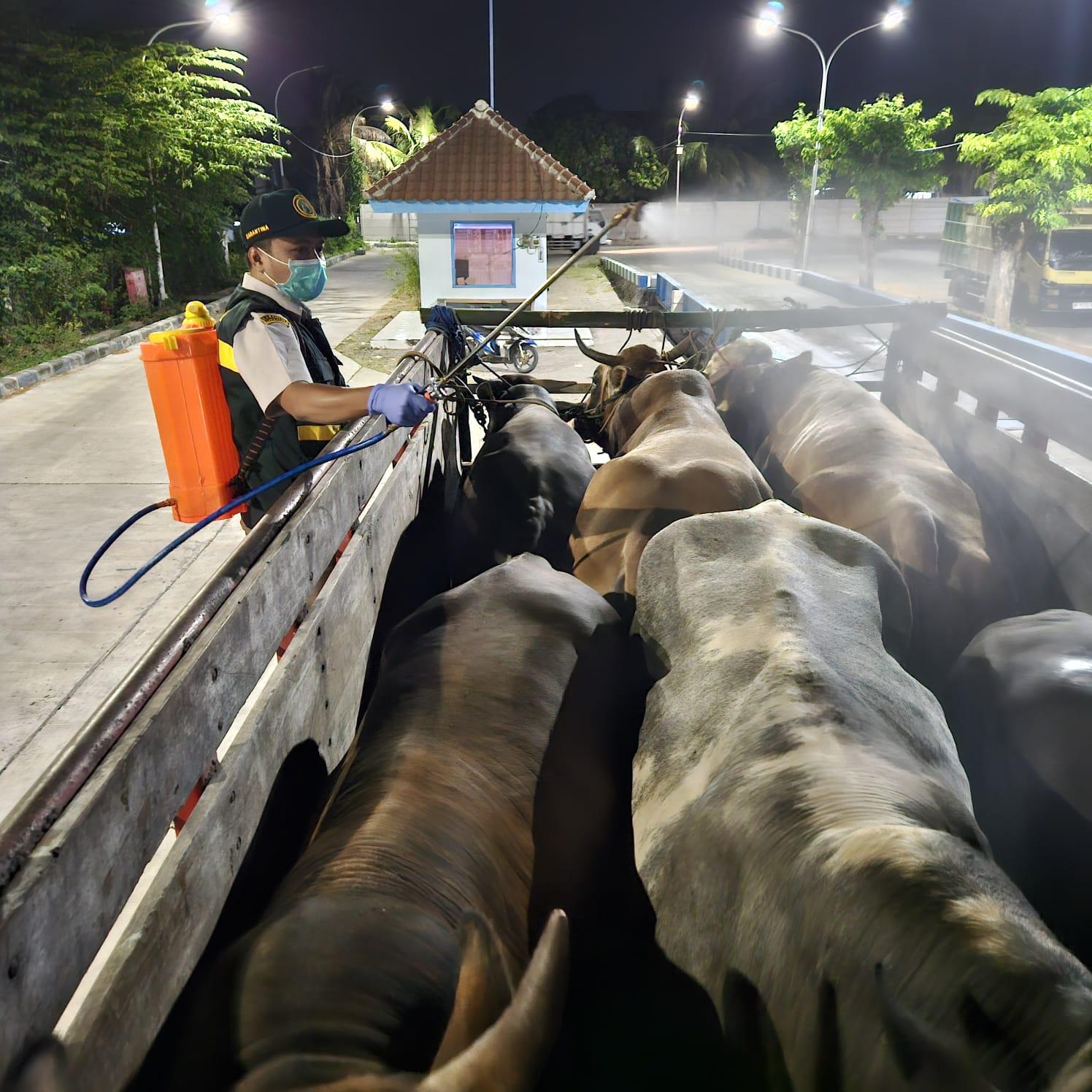 Terlihat Sehat Belum Tentu Bebas Brucellosis, Barantin Karantina 6 Sapi Asal Bawean