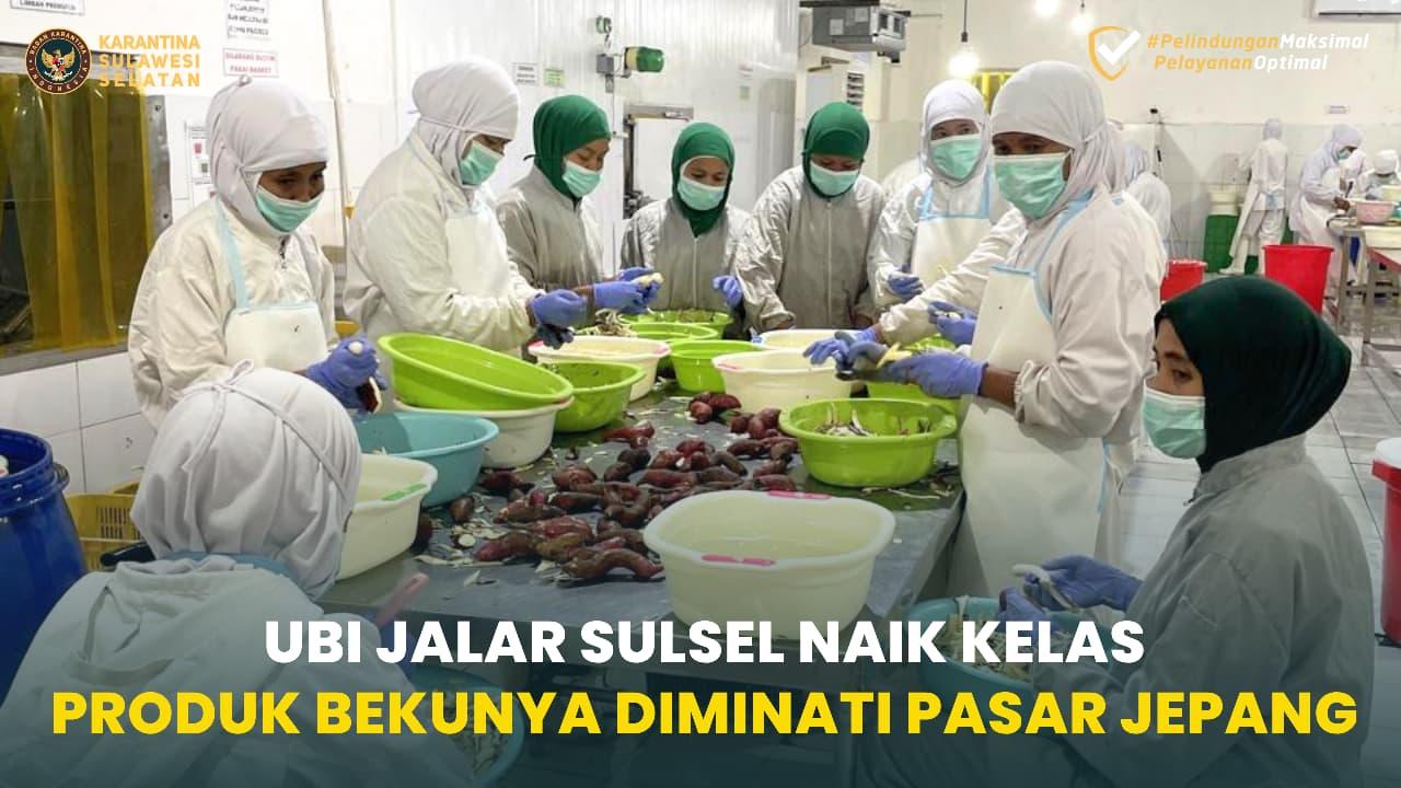Ubi Jalar Sulsel Naik Kelas, Produk Bekunya Diminati Pasar Jepang