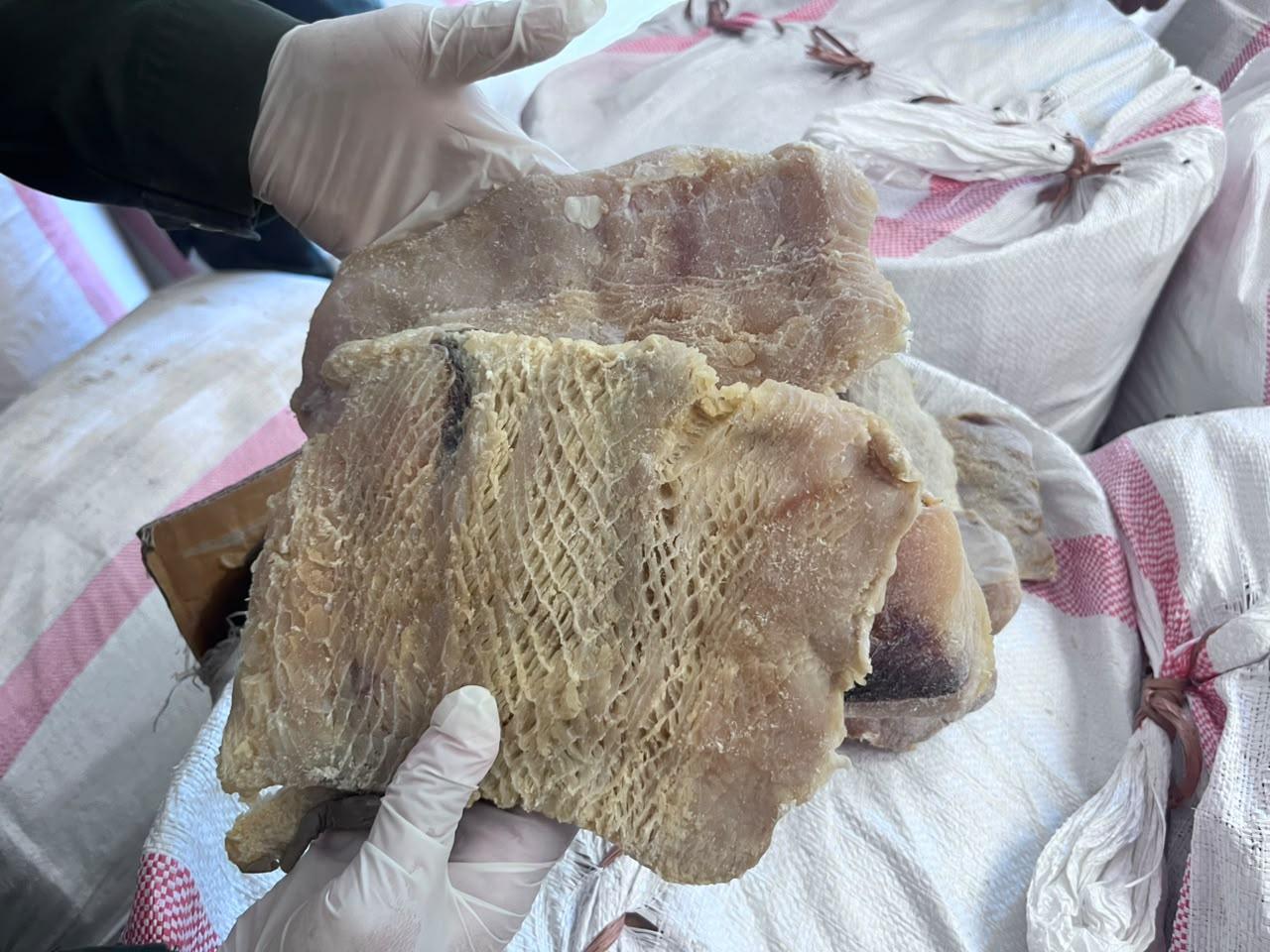 Hendak Dikirim ke Lombok, 1.230 Kg Daging Hiu Tanpa Sertifikat Diamankan di Kupang