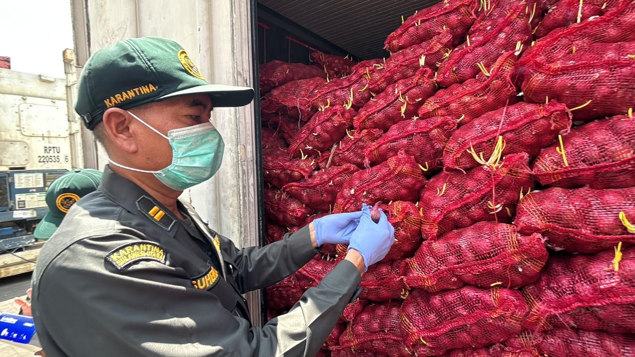 Busuk, Berjamur, hingga Bertunas: Barantin Tolak 30 Ton Bawang Merah Masuk Sulut