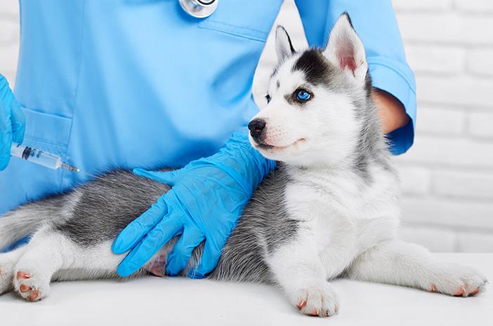 Jaga Babel Tetap Bebas Rabies, Barantin Buka Vaksinasi Gratis untuk 30 Anjing