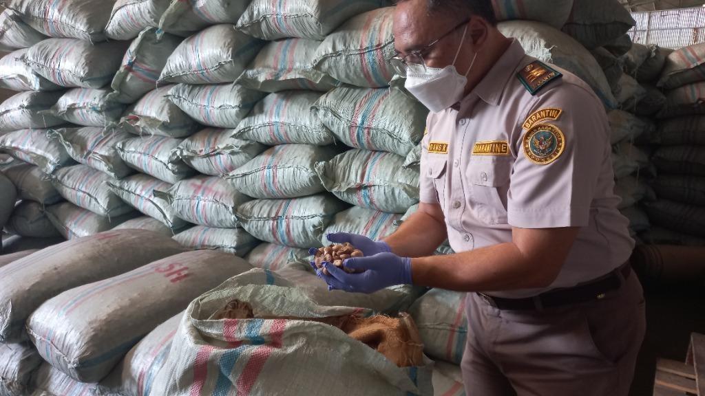 Bebas OPTK, 56 Ton Pinang Indonesia Menuju Iran