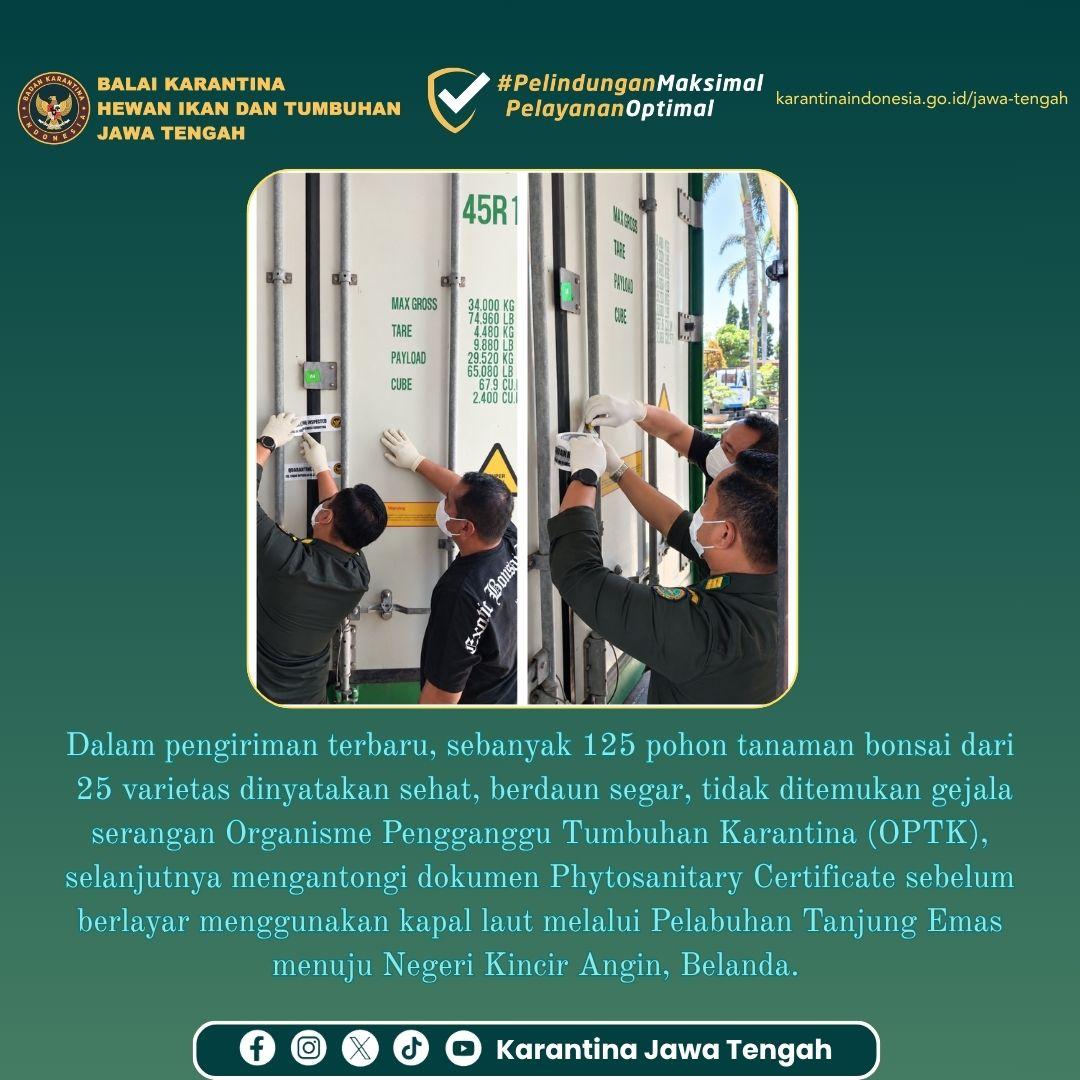 Bonsai Eksotis Asal Jateng Siap Hiasi Negeri Kincir Angin, Tembus Pasar Ketat Uni Eropa