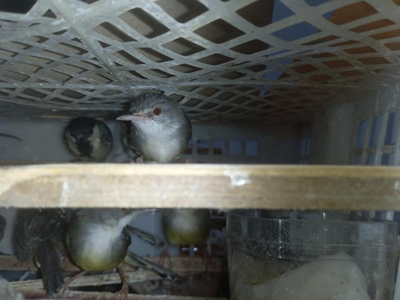 Bus Palembang-Jakarta Diperiksa di Bakauheni, Petugas Temukan 2.775 Burung dalam Bagasi