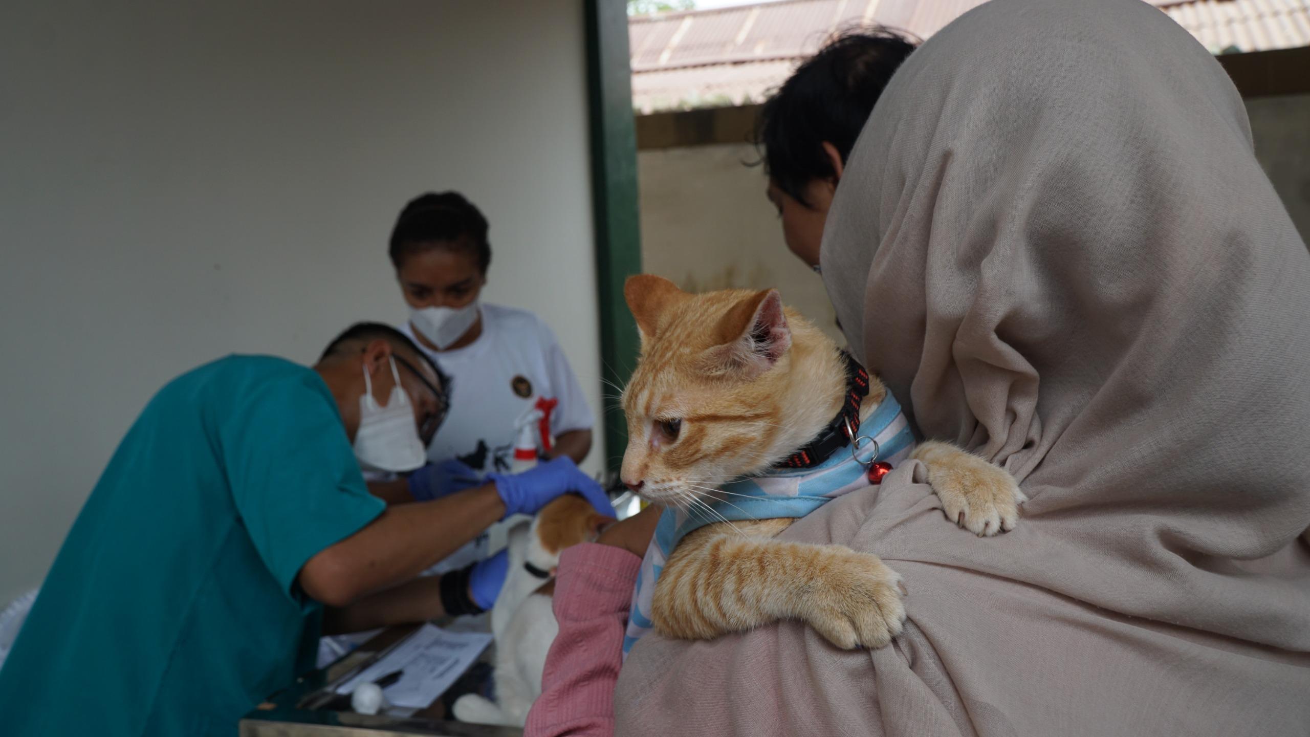 105 Anjing dan Kucing Divaksin, Barantin Jaga Papua Barat Daya Tetap Bebas Rabies
