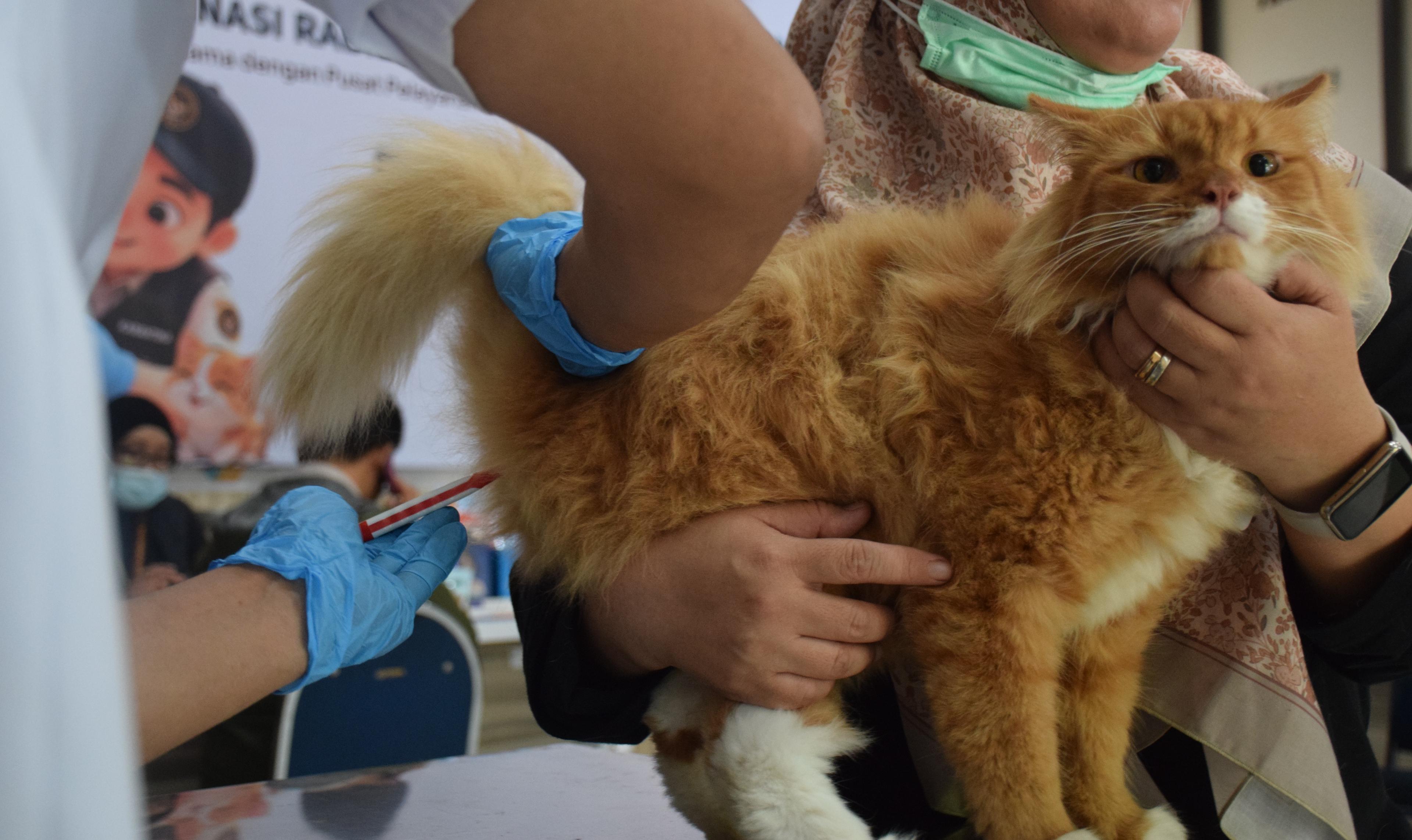 Jelang Hari Jadi Karantina, Kucing dan Anjing Dapat Vaksin Gratis