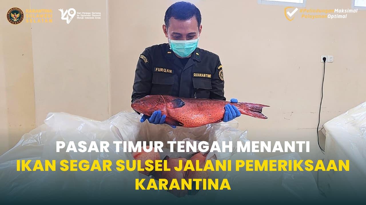 Pasar Timur Tengah Menanti, Ikan Segar Sulsel Jalani Pemeriksaan Karantina