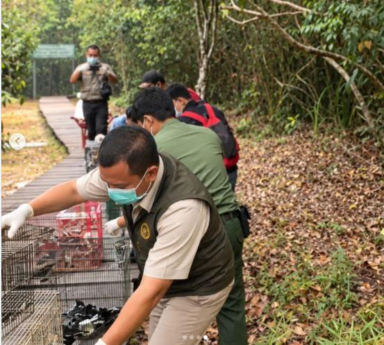 556 Burung yang Diamankan Karantina Jateng Dipulangkan ke Kalimantan, 32 Cucak Ijo Direhabilitasi