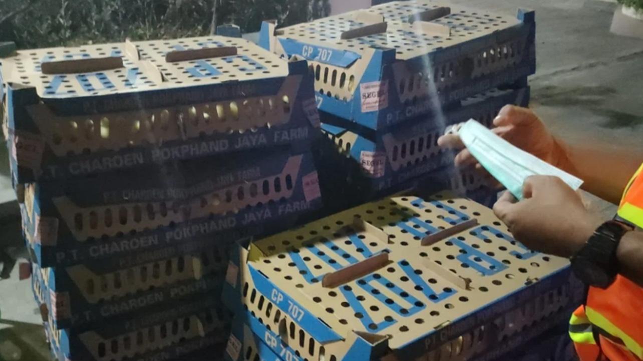 Dokumen Tak Sesuai, Karantina NTB Tahan dan Tolak Muat 1.600 Ekor DOC