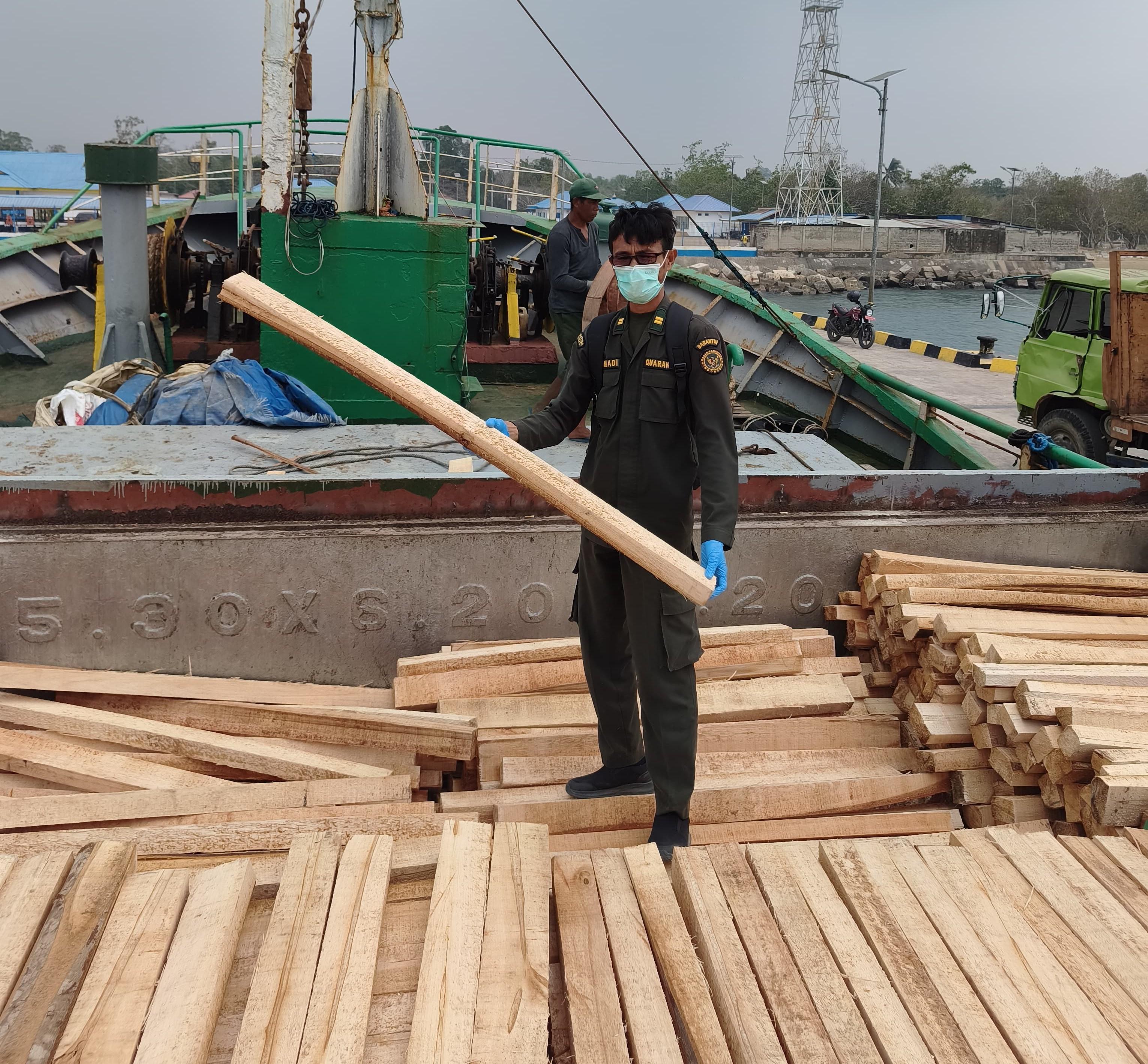 Kayu Balsa Melaju ke Pasuruan, Karantina Maluku Pastikan Aman Dilalulintaskan