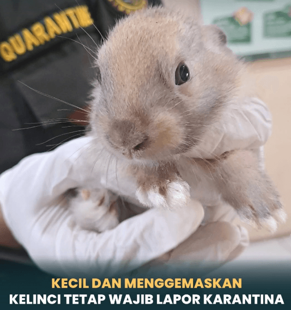 Kecil dan Menggemaskan, Kelinci Tetap Wajib Lapor Karantina