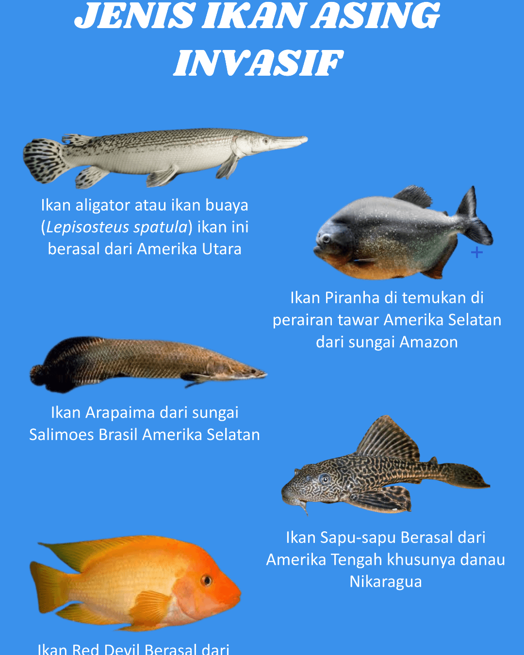Lestarikan Ikan Nusantara